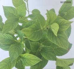 Hydrangea macrophylla 'Bouquet Rose'