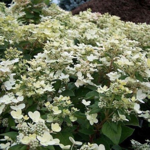 Hydrangea p. POLESTAR 'Breg 14' PBR
