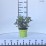Hydrangea p. POLESTAR 'Breg 14' PBR