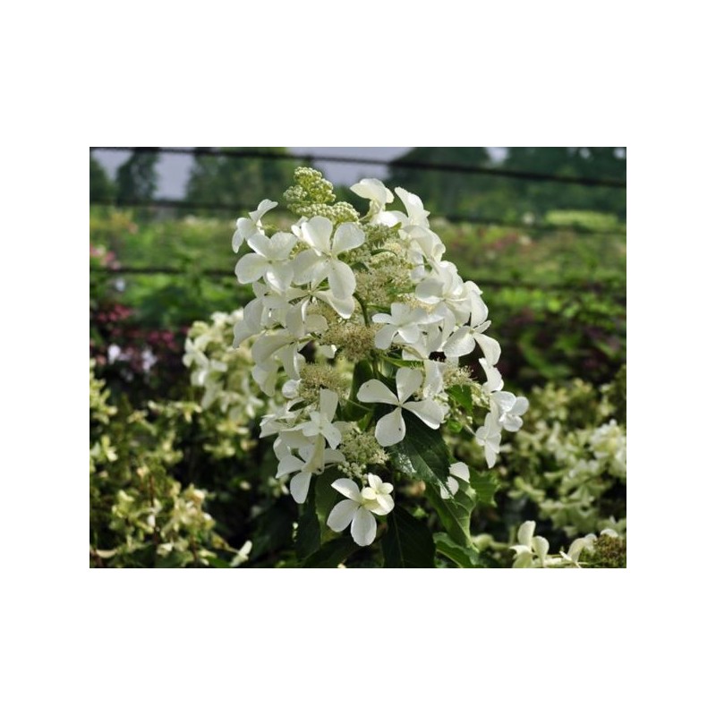 Hydrangea p. LEVANA 'Cov' PBR