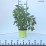 Hydrangea p. LEVANA 'Cov' PBR