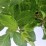 Hydrangea p. LEVANA 'Cov' PBR