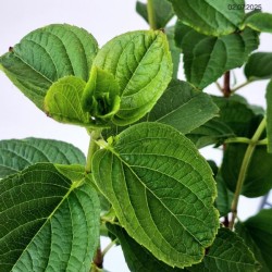 Hydrangea p. 'Silver Dollar'