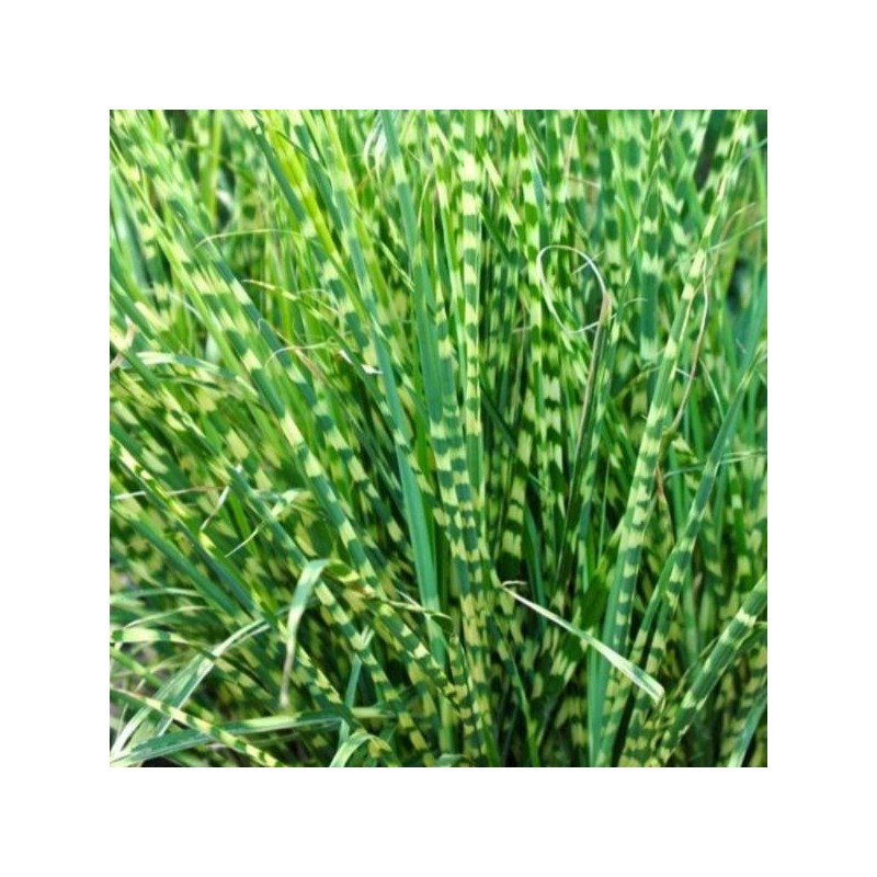 Miscanthus sinensis 'Little Zebra' PBR