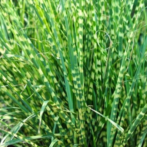 Miscanthus sinensis 'Little Zebra' PBR
