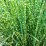 Miscanthus sinensis 'Little Zebra' PBR