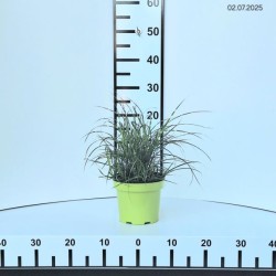 Miscanthus sinensis 'Little Zebra' PBR