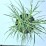 Miscanthus sinensis 'Little Zebra' PBR