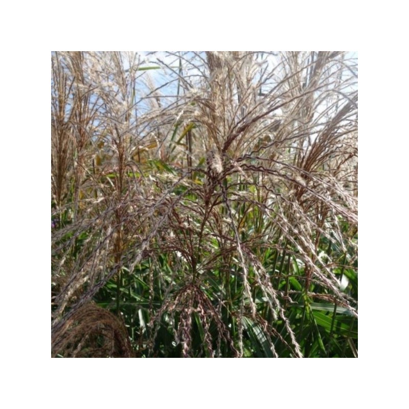 Miscanthus sinensis 'Kleine Silberspinne'