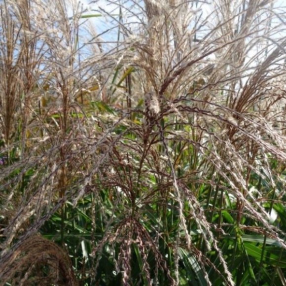 Miscanthus sinensis 'Kleine Silberspinne'