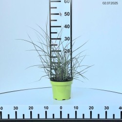 Miscanthus sinensis 'Kleine Silberspinne'