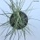 Miscanthus sinensis 'Kleine Silberspinne'