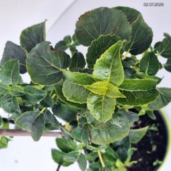 Hydrangea anomala subsp. petiolaris