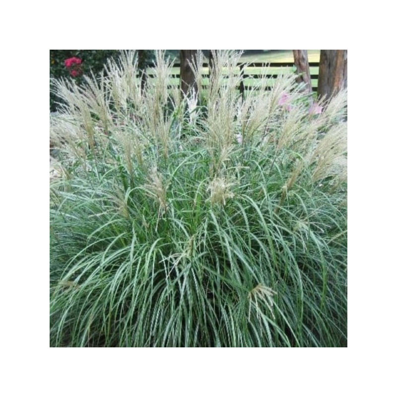 Miscanthus sinensis 'Adagio'