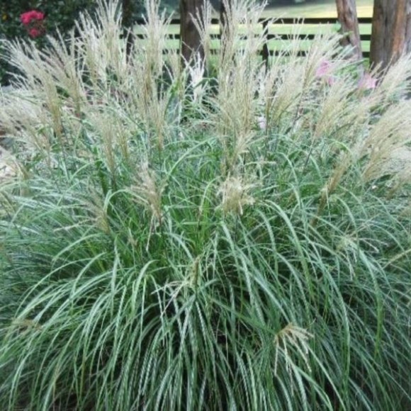 Miscanthus sinensis 'Adagio'