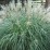 Miscanthus sinensis 'Adagio'