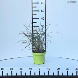 Miscanthus sinensis 'Adagio'
