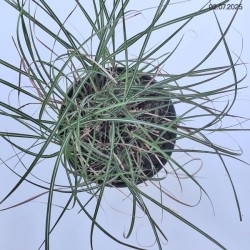 Miscanthus sinensis 'Adagio'