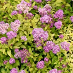 Spiraea SUNDROP 'Bailcarol'