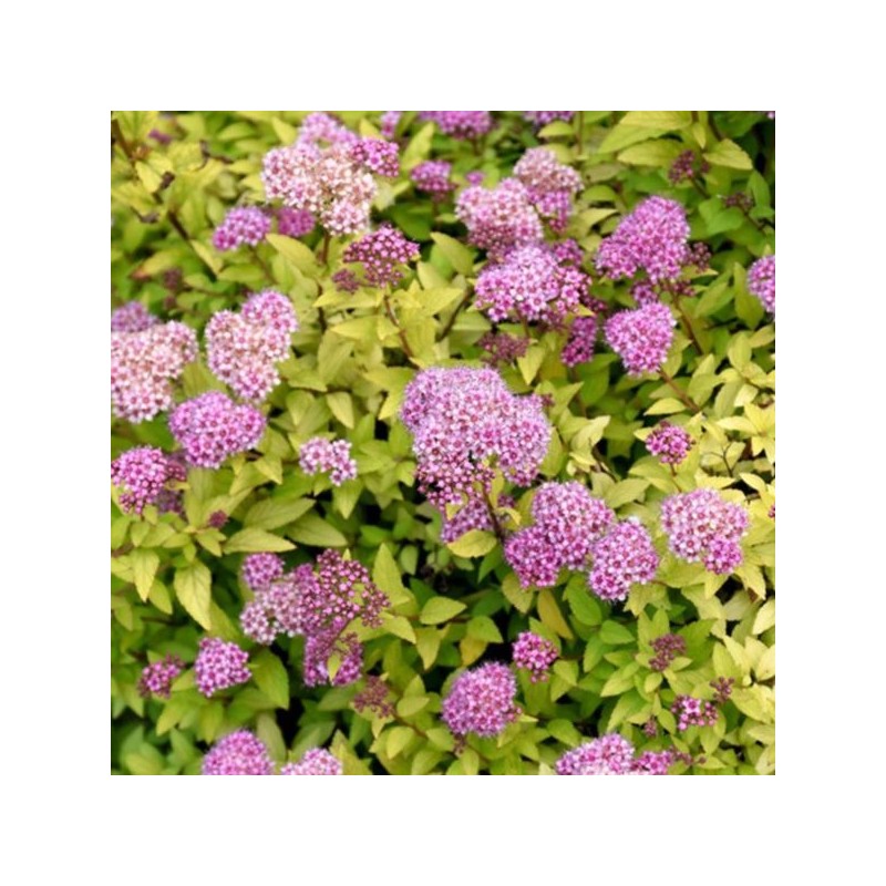 Spiraea SUNDROP 'Bailcarol'