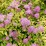 Spiraea SUNDROP 'Bailcarol'