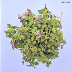 Spiraea SUNDROP 'Bailcarol'