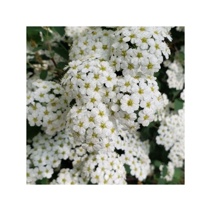 Spiraea nipponica 'Halward's Silver'