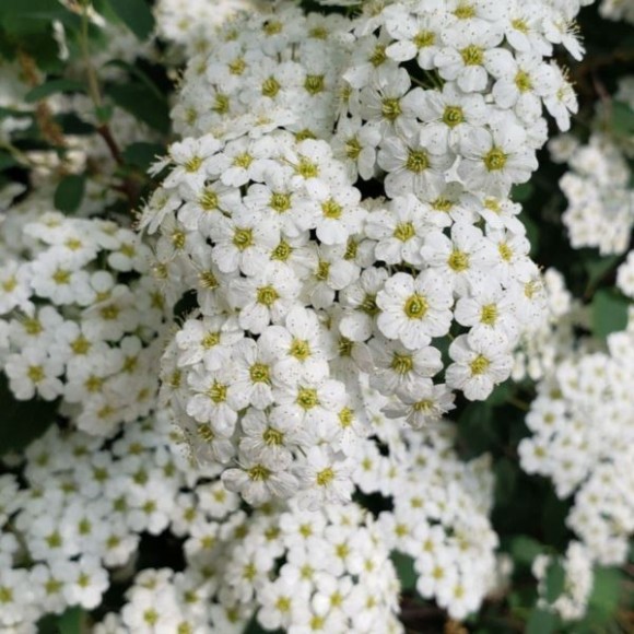 Spiraea nipponica 'Halward's Silver'