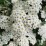 Spiraea nipponica 'Halward's Silver'
