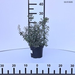 Spiraea nipponica 'Halward's Silver'