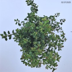 Spiraea nipponica 'Halward's Silver'