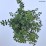 Spiraea nipponica 'Halward's Silver'