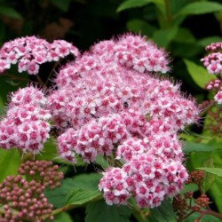 Spiraea SPARKLING CHAMPAGNE...