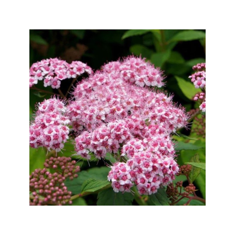 Spiraea SPARKLING CHAMPAGNE 'Lonspi' PBR