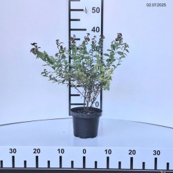 Spiraea SPARKLING CHAMPAGNE 'Lonspi' PBR