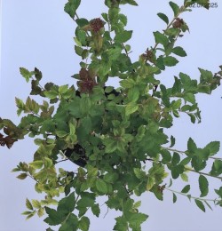 Spiraea SPARKLING CHAMPAGNE 'Lonspi' PBR