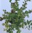 Spiraea SPARKLING CHAMPAGNE 'Lonspi' PBR