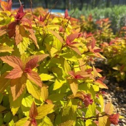 Spiraea japonica MAGIC...