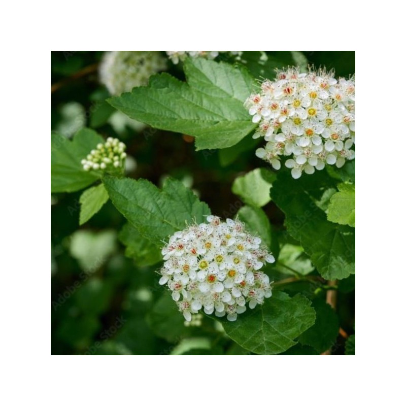 Spiraea betulifolia 'Tor'