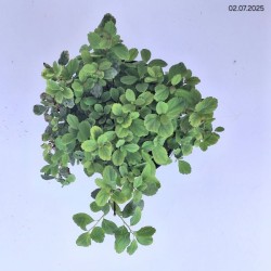 Spiraea betulifolia 'Tor'
