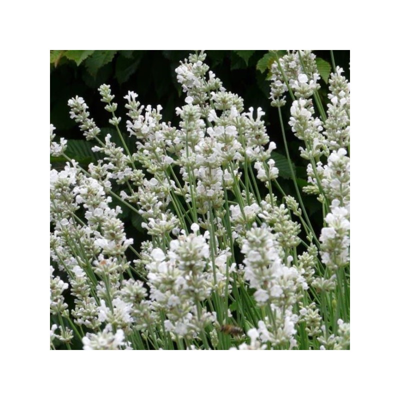 Lavandula angustifolia ‘Alba'