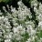 Lavandula angustifolia ‘Alba'