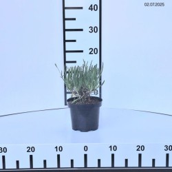 Lavandula angustifolia ‘Alba'