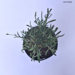 Lavandula angustifolia ‘Alba'