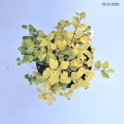 Spiraea ×vanhouttei 'Gold Fountain'
