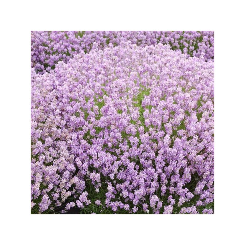 Lavandula angustifolia 'Rosea'