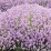 Lavandula angustifolia 'Rosea'