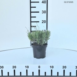 Lavandula angustifolia 'Rosea'