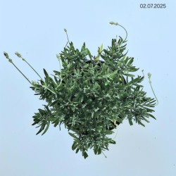 Lavandula angustifolia 'Rosea'