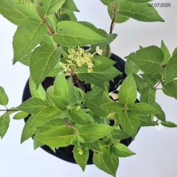 Hydrangea p. PINKY WINKY 'DVPPinky' PBR